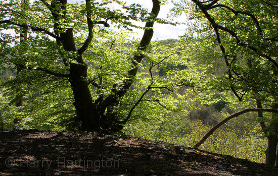 beech tree
